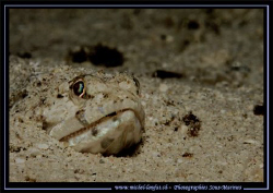 Small Lezard fish hidding in the sand... Que du bonheur..... by Michel Lonfat 